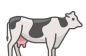 Cow Milk